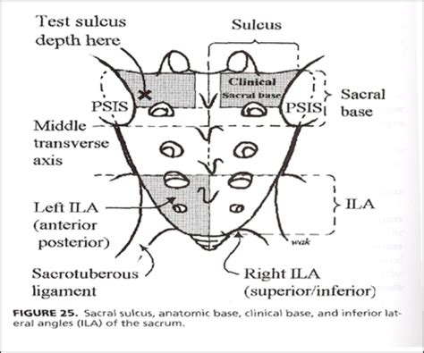 lumbar compression test omm|omt sacrum flexion test.